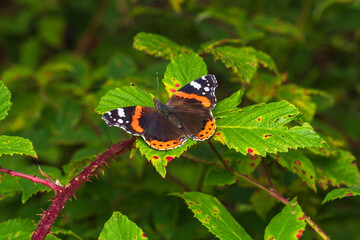 Vibrant Red Admiral Butterfly Rested on Green Foliage © LeonHansenPhoto
