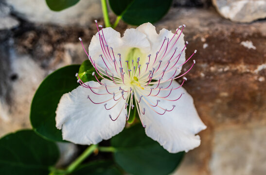 Blossom of the wild caper plant (Capparis spinosa) emerging from a rocky crevice in soft morning light