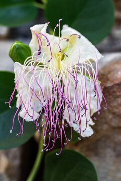 Fading blossom of the caper plant (Capparis spinosa) with a developing green fruit and curled style