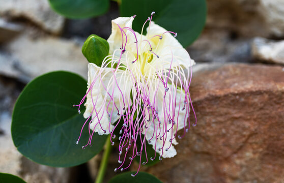Wilting caper flower with crumpled white petals and long drooping pink stamens in macro close-up