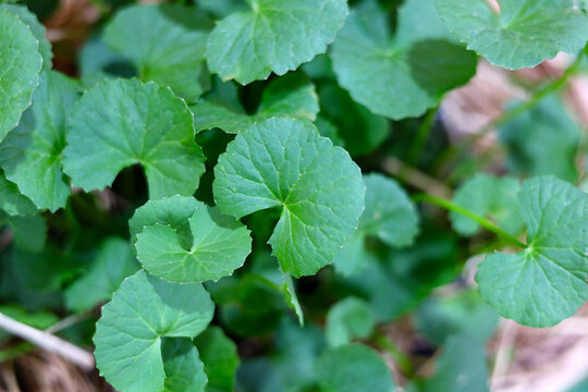 Green Gotu Kola leaves growing in a garden.