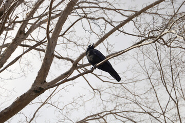 Obraz premium Black crow perched on a bare tree branch.