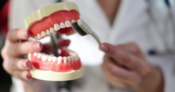 A dental expert showcases correct brushing methods using a model of a mouth, emphasizing the importance of maintaining oral hygiene. This is ideal for beginners.