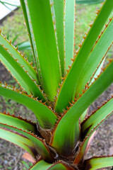Fototapeta premium Sharp spiky margins of young Palmyra palm leaves.