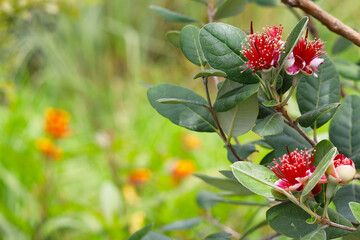 Fototapeta premium Beautiful red feijoa flowers blooming on a green bush.