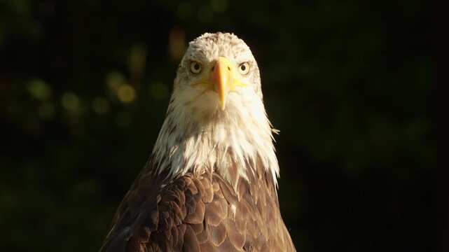 Close up view of a buzzard head sitting on a branch on a cloudy spring day looking around