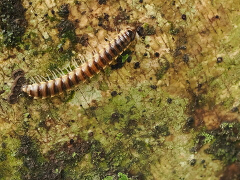 Millipede Laying Eggs on Moss-Covered Surface.