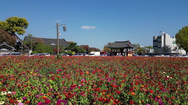 나주 금성관 나주목관아 목사내아 정수루 백일홍 꽃밭 한옥 풍경 문화재 전통건축 한국전통 역사유적 도시전경 시가지 마을 동네 지붕 한옥 기와집 전통 역사 유적지 관아 관광지 여행 대한민국 전경 도시 건축 문화유산 역사건축 고건축 하늘 구름 도로 주택가 한옥지붕 옛길 명소
