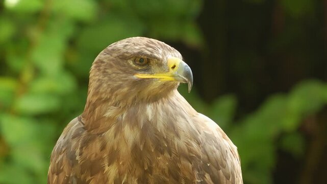 Close up view of a hawk head sitting on a branch on a cloudy spring day looking around