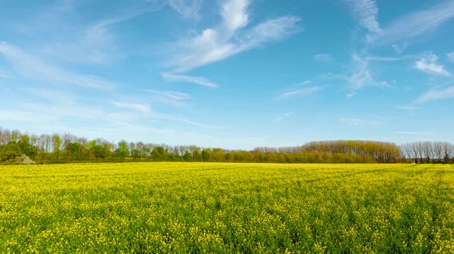 Wide countryside panorama with blooming rapeseed fields bordered by trees and open sky. Spring agriculture landscape highlighting field scale, vegetation and organic farming. Yellow canola plants