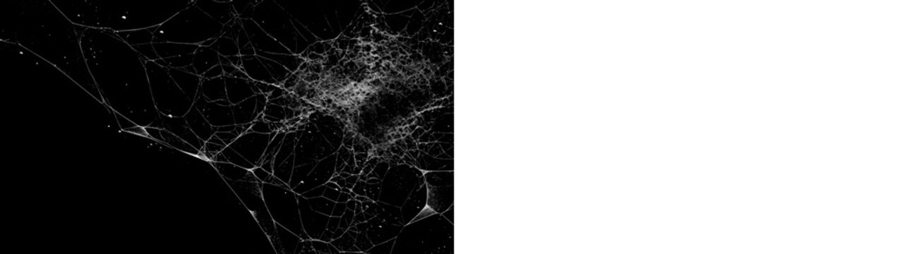 Realistic cobweb with black background preview and transparent PNG version, ideal for spooky decoration, dark posters and horror photo editing.