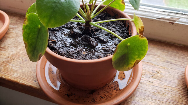 Pilea peperomioides houseplant in a terracotta pot showing signs of overwatering with wet soil and discolored leaves on a windowsill