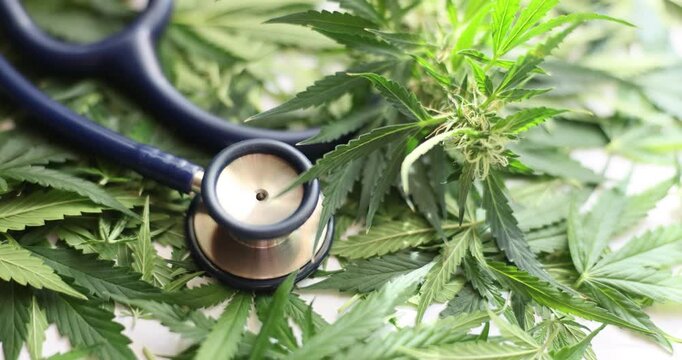 In a lush greenery setting, a stethoscope lies among cannabis leaves, symbolizing the growing interest in cannabis for medicinal purposes. This peaceful environment invites curiosity about health.