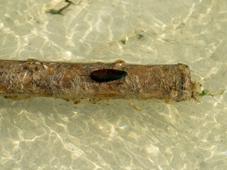 Mussel Attached to a Waterlogged Bamboo Pole in Shallow Coastal Water. © YEVGENIY