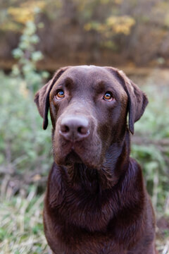 Portr&auml;t eines braunen Labrador Retriever 