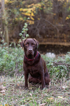 Brauner Labrador Retriever im Park