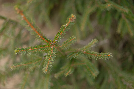 Green conifer branch with needles and new growth
