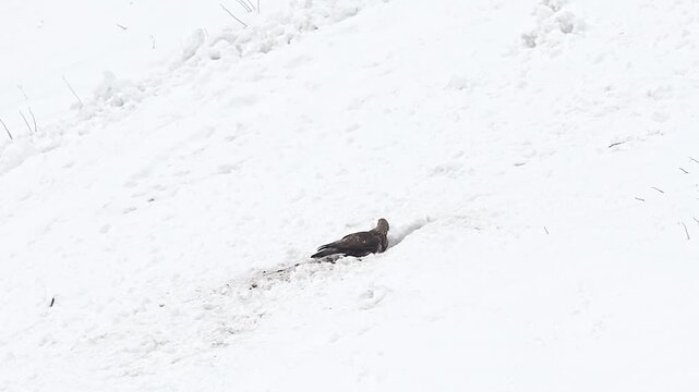Golden eagle on snow feed on a carcass of mammal (Aquila chrysaetos)