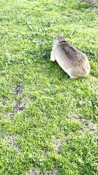 Vertical. Dassie grazing on lush green grass
