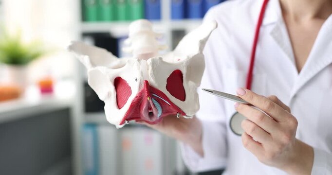 A medical professional examines a detailed pelvic model, highlighting essential anatomical features in a well-lit clinic. The discussion focuses on anatomy education and patient care.