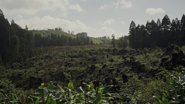 Scenic view of a recently logged forest area, showcasing stumps and fallen foliage amidst lush trees in the misty hills of Portugal. Lush Forest Landscape With Stumps After Logging in Portugal