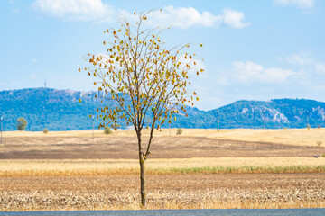 Tree stands alone. Fields stretch outward. Mountains rise behind. Clouds cross sky. © VladyslavShcherbakov