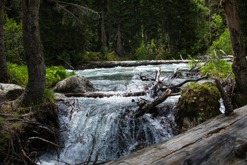 Flowing river cascades over rocks and fallen trees, surrounded by vibrant green foliage in a serene forest setting with natural light © Anat art