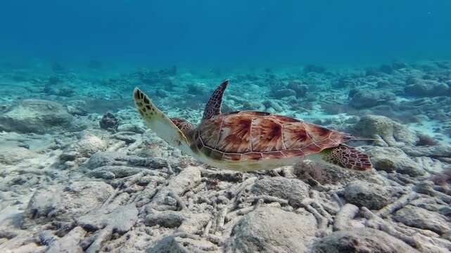 coral reef with turtel fish 