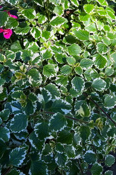 Full frame background of a variegated plectranthus coleoides plant with white edged leaves. Close up texture of green Swedish ivy foliage with a tiny pink flower in an outdoor garden.