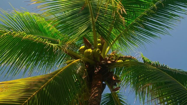 Green coconuts grow beneath broad palm fronds on tropical farm in Michoacan, Mexico, detailed closeup