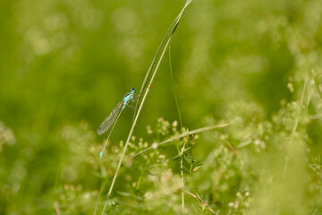 Male white-legged damselfly perched on a slender grass stem among green meadow vegetation against a softly blurred green background. © in_colors