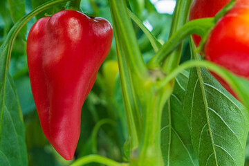 Bright juicy ripe red fruits of bell pepper variety of oblong shape, hanging on a bush in close-up in process of natural ripening in greenhouse. Harvest time concept, healthy vegetable food. © Po