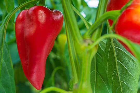 Bright juicy ripe red fruits of bell pepper variety of oblong shape, hanging on a bush in close-up in process of natural ripening in greenhouse. Harvest time concept, healthy vegetable food.