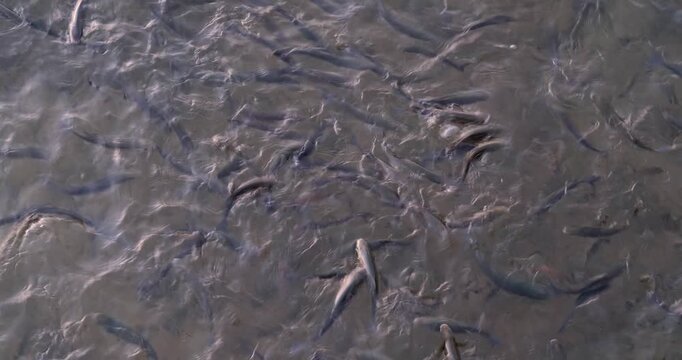 In the early morning light, fish gather in large swirling schools, creating mesmerizing patterns in the calm waters of the lake. Their movements paint a beautiful aquatic ballet.