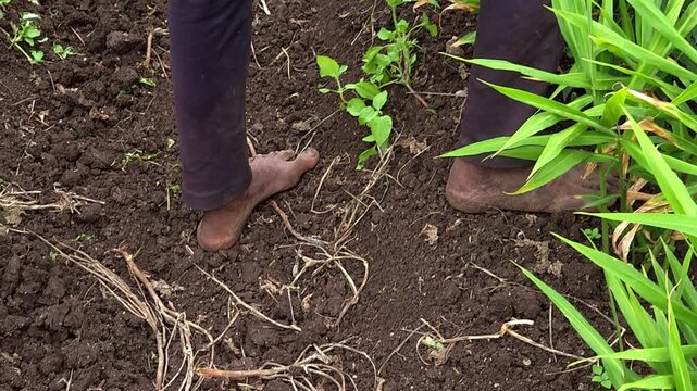 Harvested Green Chilli Collection in Stainless Steel Pail - An Indian farmer places freshly picked cayenne peppers into a container on dark soil before moving along the intercropped agricultural rows.