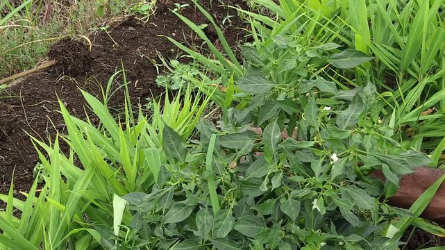 Intercropped Green Chili Plant with White Blossoms: An Indian farmer carefully reaches between lush ginger crops to pluck fresh hot peppers growing from a thriving bush in rich dark soil.