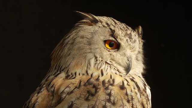 Close up view of an Siberian eagle owl head resting on a branch in the shade and looking around on a sunny spring day.