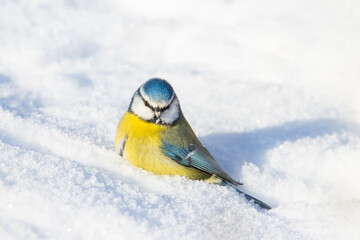 Cute blue tit bird sitting deep in bright white snow on a sunny winter day © drakuliren