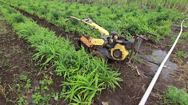Drip Irrigation Lines Hydrating Wet Ginger Farm Soil following mechanical tillage with a walk-behind two-wheel power tiller to maximize crop yield, root zone moisture retention, field water efficiency