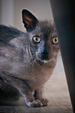 Potrait of exotic werewolf cat hiding and looking grumpy to the camera. Vertical image.	 