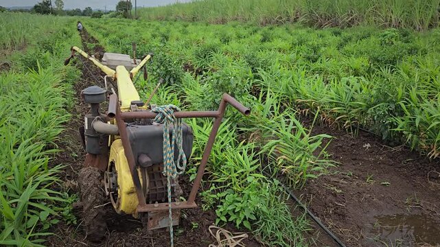 Walk-Behind Rotary Cultivator Steering Through Ginger Rows to perform automated inter-row tillage and furrow deepening, showcasing small-scale agricultural engineering and labor efficiency.