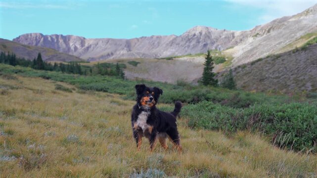 Missouri Mountain 14er peak hiking dog mini Aussie Missouri Gulch Trail Collegiate Peaks trail high alpine tundra ature landscape summer morning blue sky clouds Colorado Rocky Mountain Sawatch Range