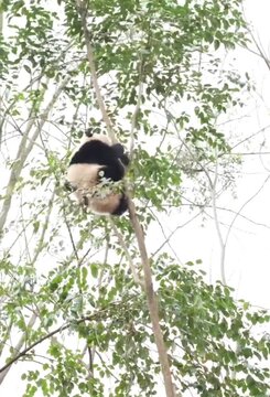 Adorable giant panda climb on tree and it bender its weight.