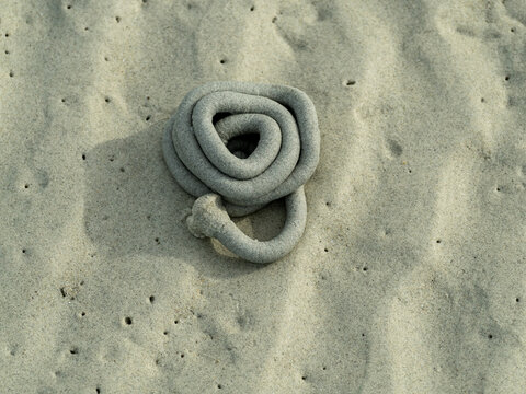 Individual Marine Worm Cast on Intertidal Sand
