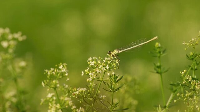 Female white-legged damselfly resting on small white wildflowers and gently swaying in the wind against a soft green background.