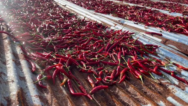 Harvested Red Chili Peppers Drying in the Sun on a Rusty Corrugated Metal Roof