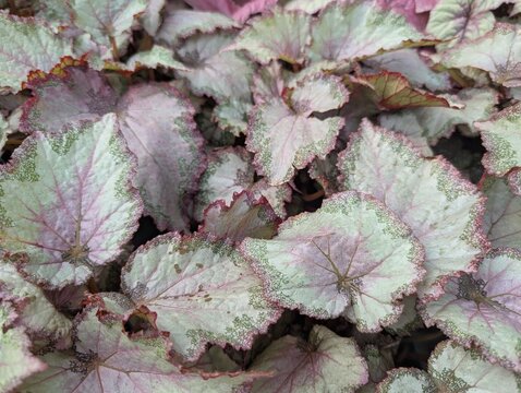 Soft colors, light green patterned leaves of begonia rex
