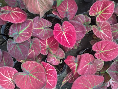Red heart shaped caladium leaves