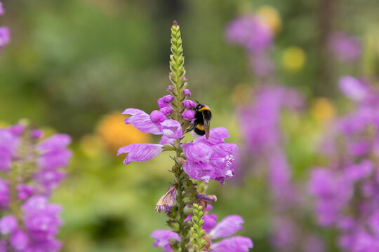 Bumblebee Pollinating Purple Flower In Summer Garden Close-Up With Soft Bokeh Background