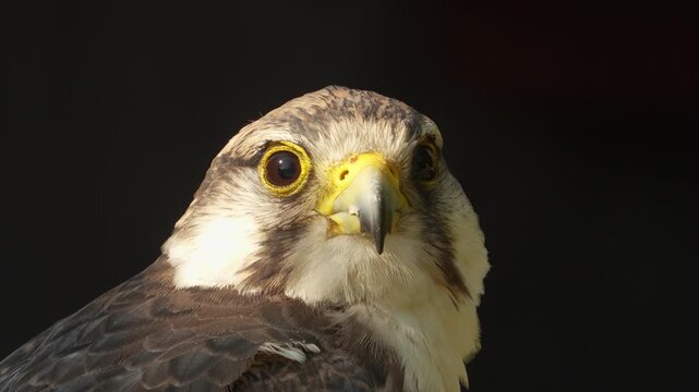 Close up view of a falcon bird head sitting on a branch on a cloudy spring day looking around